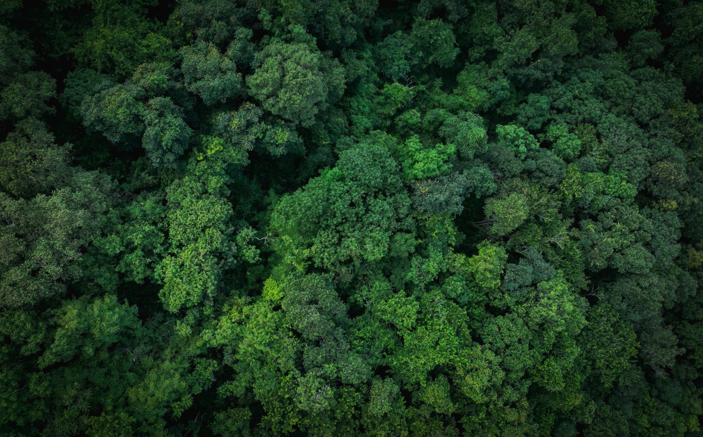 Aerial view of a dense green forest canopy